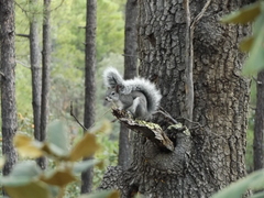 Sciurus aberti barberi