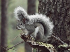 Sciurus aberti barberi