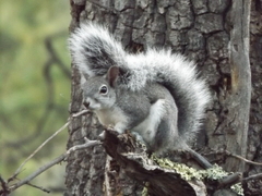 Sciurus aberti barberi