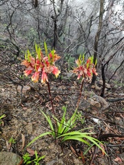 Blandfordia cunninghamii