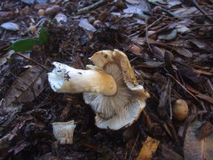 Cortinarius callimorphus