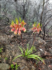 Blandfordia cunninghamii