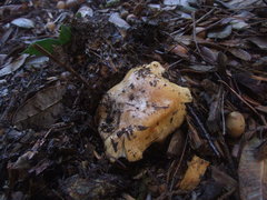 Cortinarius callimorphus