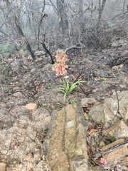 Blandfordia cunninghamii