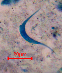 Lunulospora curvula