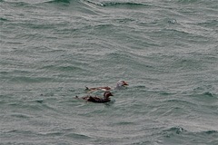 Tachyeres leucocephalus