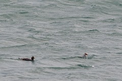 Tachyeres leucocephalus