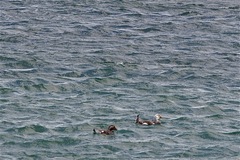 Tachyeres leucocephalus