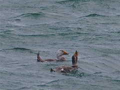 Tachyeres leucocephalus