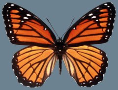 Limenitis archippus lahontani