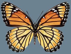 Limenitis archippus lahontani