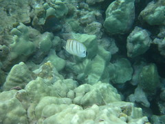 Chaetodon multicinctus