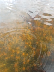 Chara hornemannii
