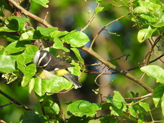 Coereba flaveola caboti