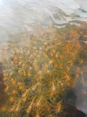 Chara hornemannii