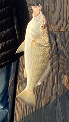 Umbrina roncador