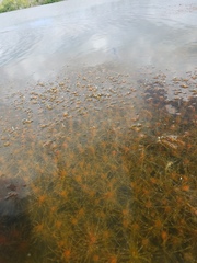 Chara hornemannii