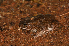 Sclerophrys garmani