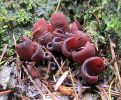 Wynnea americana