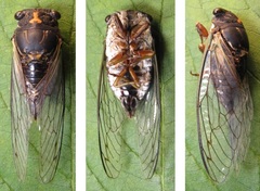 Neotibicen lyricen engelhardti