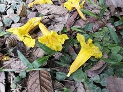 Handroanthus chrysanthus