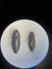 Chrysophana placida