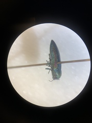 Chrysophana placida