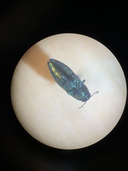 Chrysophana placida