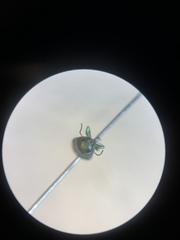 Chrysophana placida