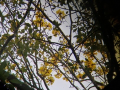 Handroanthus chrysanthus