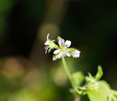 Pelargonium inodorum
