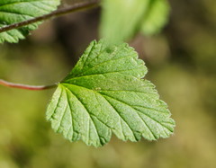 Pelargonium inodorum