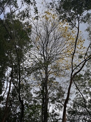 Handroanthus chrysanthus