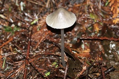Mycena robusta