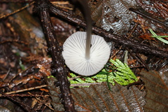 Mycena robusta