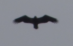 Haliaeetus