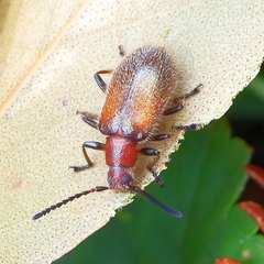 Metriolagria affinis