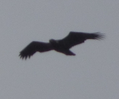 Haliaeetus
