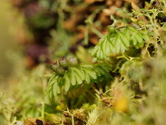 Hymenophyllum cupressiforme