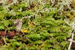 Hymenophyllum cupressiforme