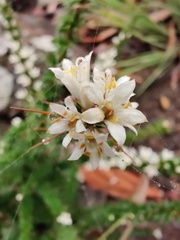 Bursaria longisepala