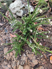 Bursaria longisepala
