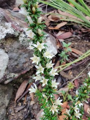 Bursaria longisepala