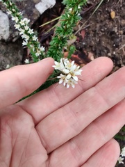 Bursaria longisepala