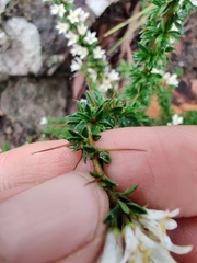 Bursaria longisepala