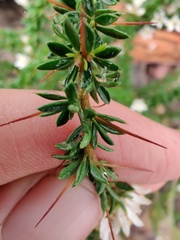 Bursaria longisepala