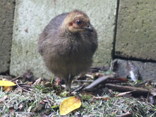 Australian Brushturkey, photo 4 of 9
