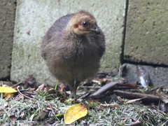 Australian Brushturkey photo 6