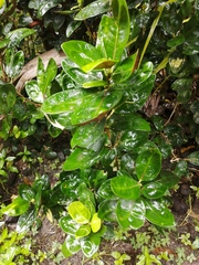 Codiaeum variegatum