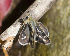 Taractrocera danna